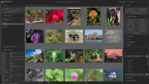 darktable review 2019