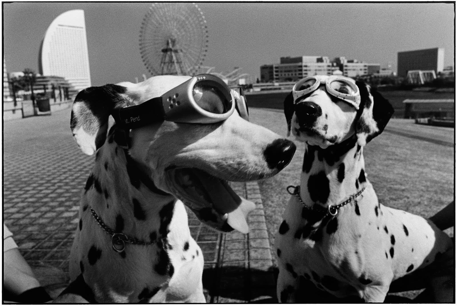 Elliott Erwitt: Personal Best for Leica - Exibart Street