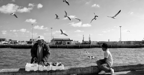 Seagulls