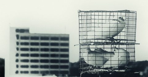 Pigeons in a cage