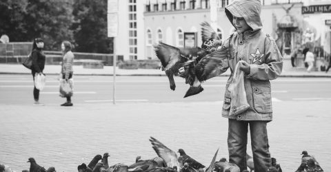 A boy feeds pigeons