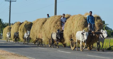 Traditional Transportation on the Harvest season