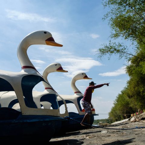 Swan Gang