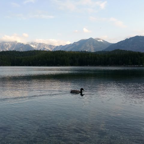 A Duck Breaking the Eerie Calmness of A Lake