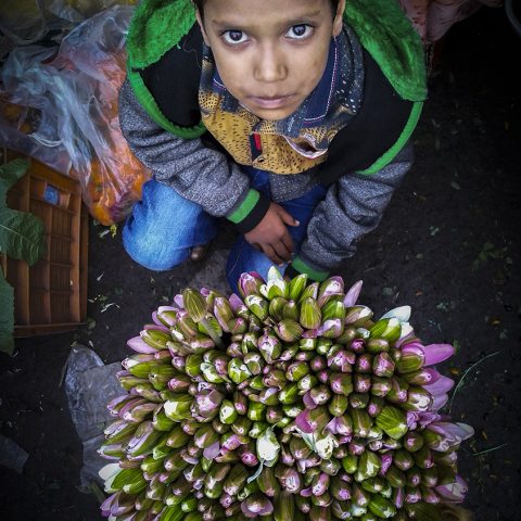 LOTUS BOY