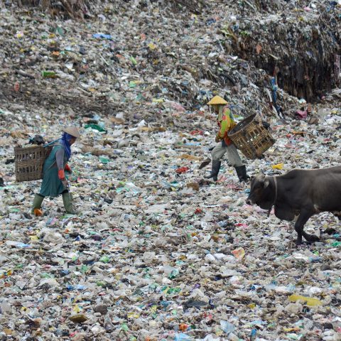 sharing trash with cows