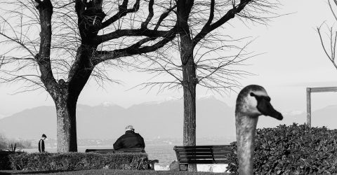 Lungo lago Desenzano