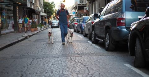 Dogs walk a person