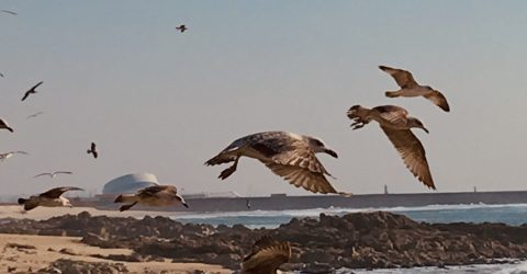 Birds fly in different directions