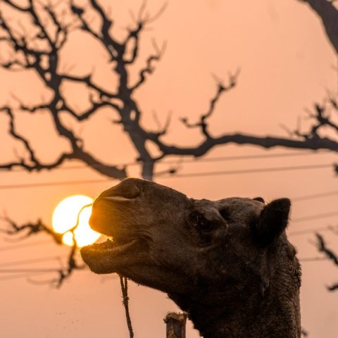 Hungry Camel.