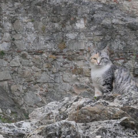 Mimesi nel castello