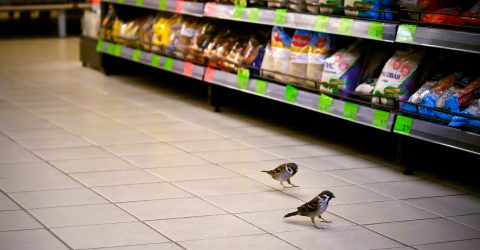 Shopping for grains