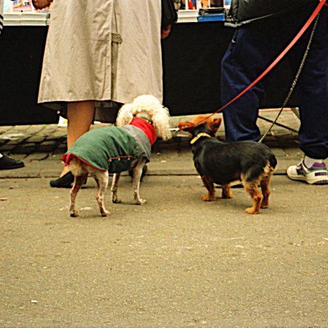 Belgian puppies