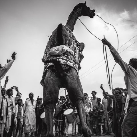 CAMEL DANCE.