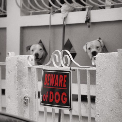 Beware of dogs