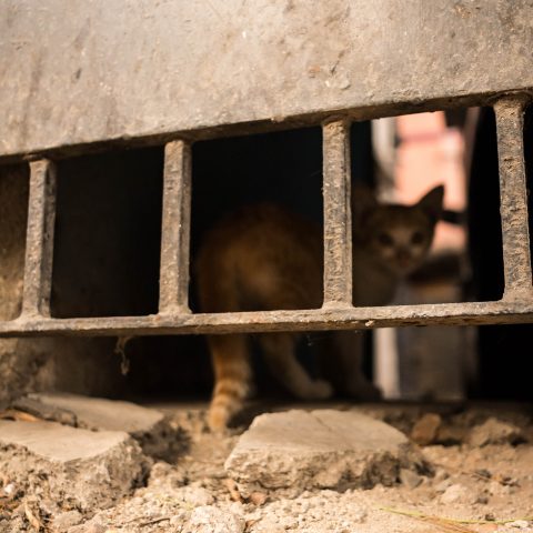 Cat behind an iron door