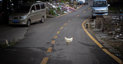 Why did the chicken cross the road?