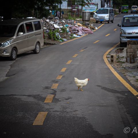 Why did the chicken cross the road?