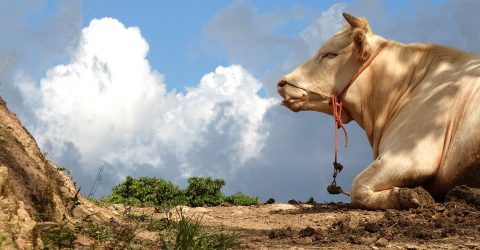 Happy cows