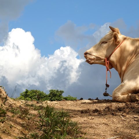 Happy cows