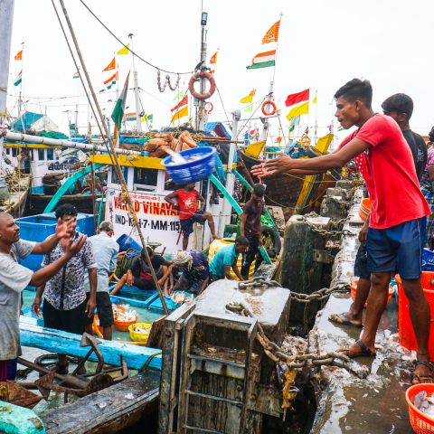 Fish Market