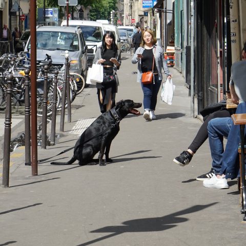 Waiting for the Master, dog life in Paris