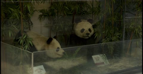 pandas