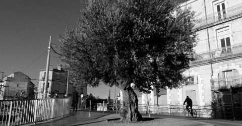 L’arbre dans la ville