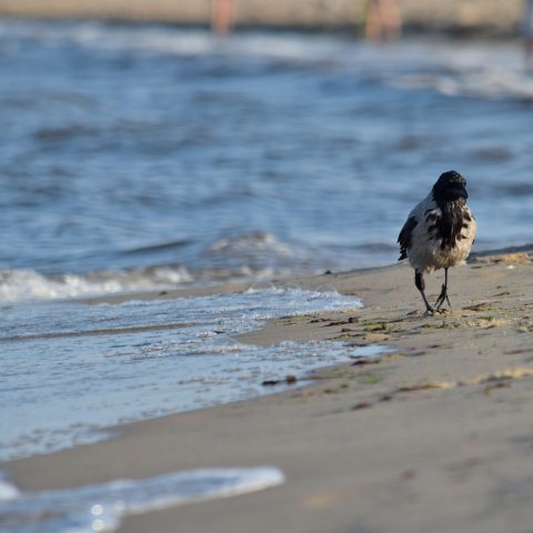 Day at the beach