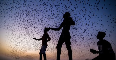 Kites with birds