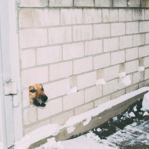 Dog in the fence