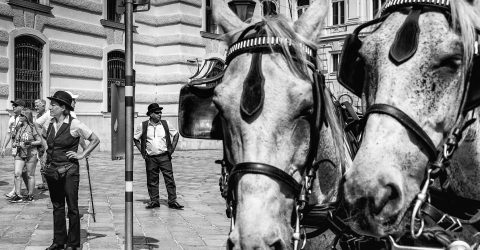 Vienna horses