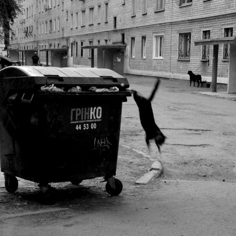 street cat and home dog