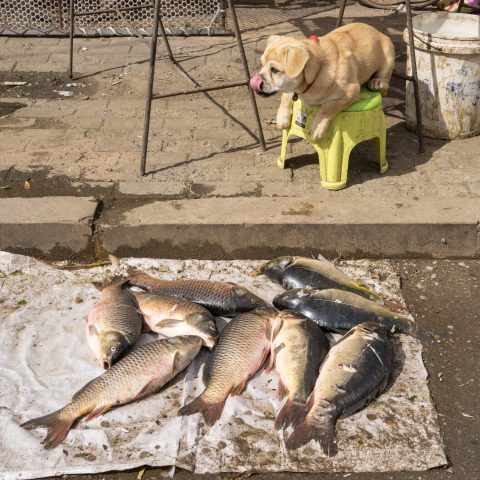 Dinner is served