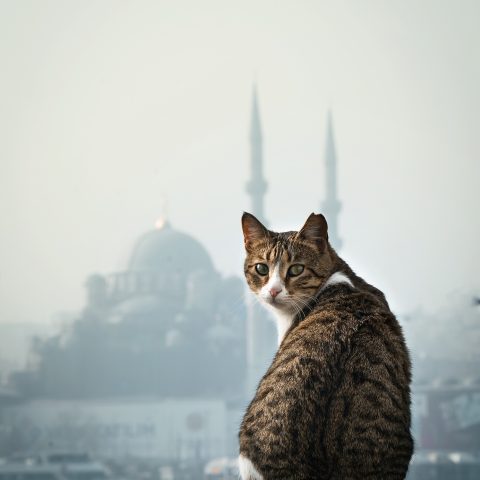 cat looking at the bosphorus