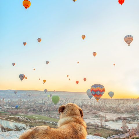 cappadocia ballons