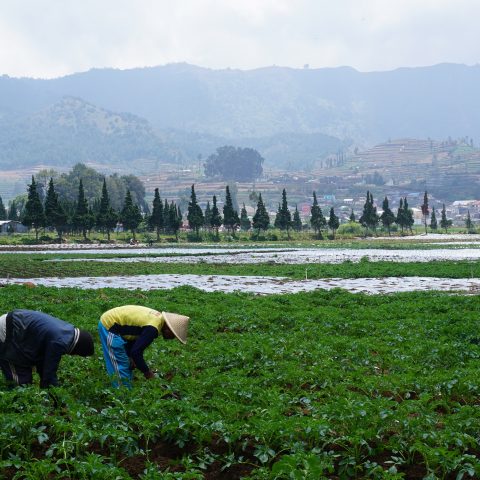 The Farmer