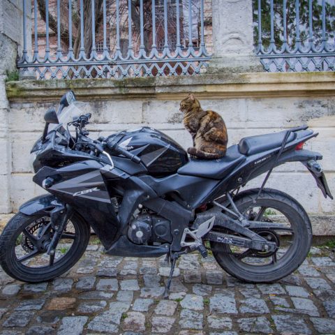 MotoCat