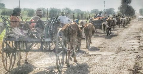 Going in search of livelihood