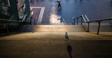 The skater and the bird