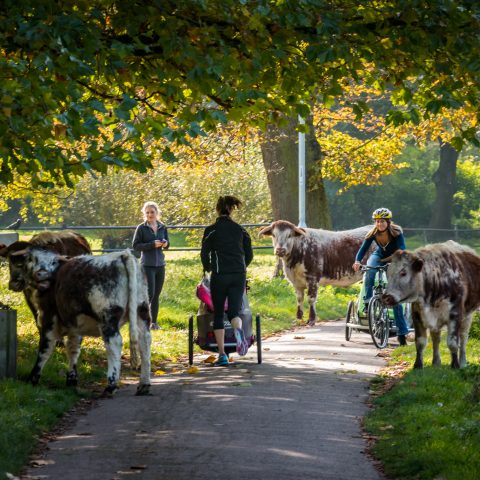 The school run