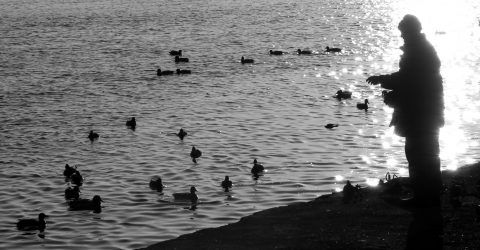 Feeding the ducks