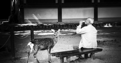 Beer with deer