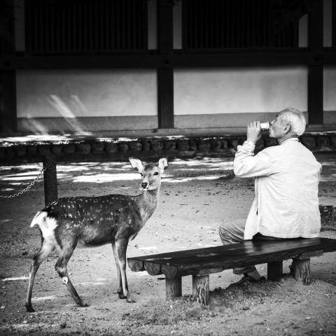 Beer with deer