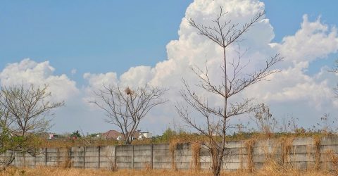 Cloud Trees