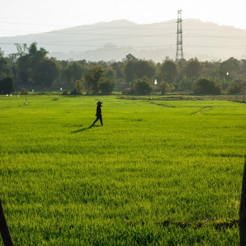 Walk in the fields