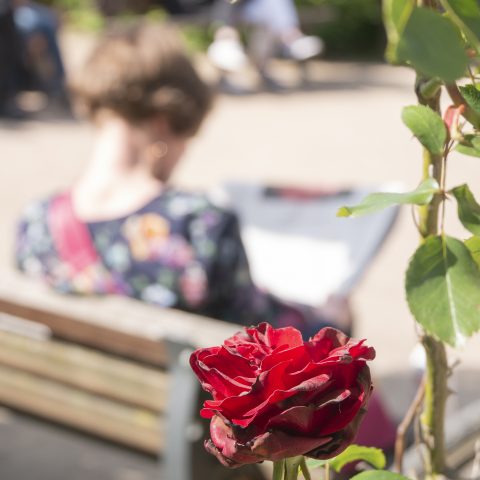 The  Rose and the Book