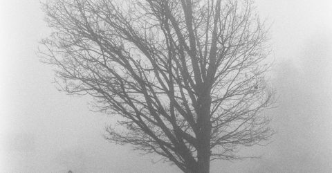 Man.Fog…and the tree