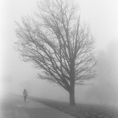 Man.Fog…and the tree