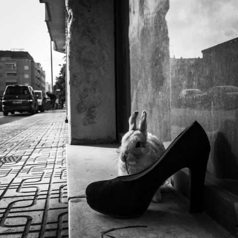 Spain, Street, Rabbit